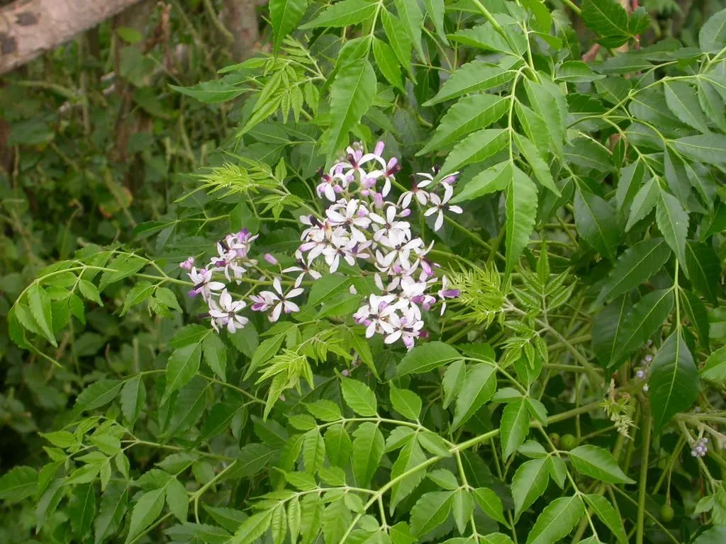 Bakayan Powder