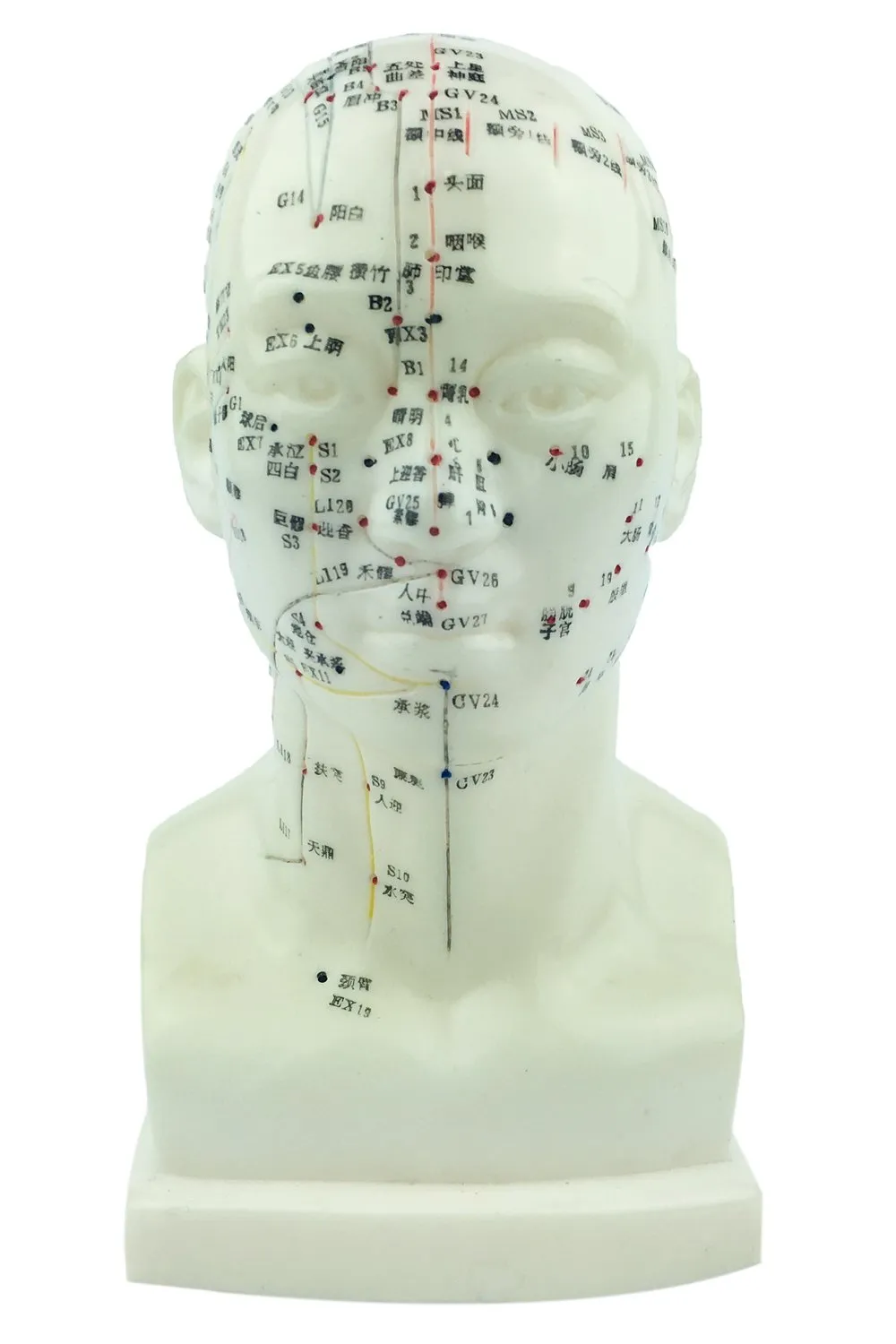 Acupuncture Human Head Model 9' Height with Clear Markings for Easy Reference