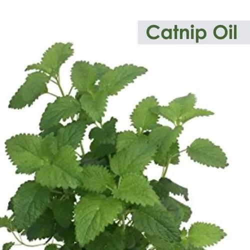 Nepeta cataria Oil