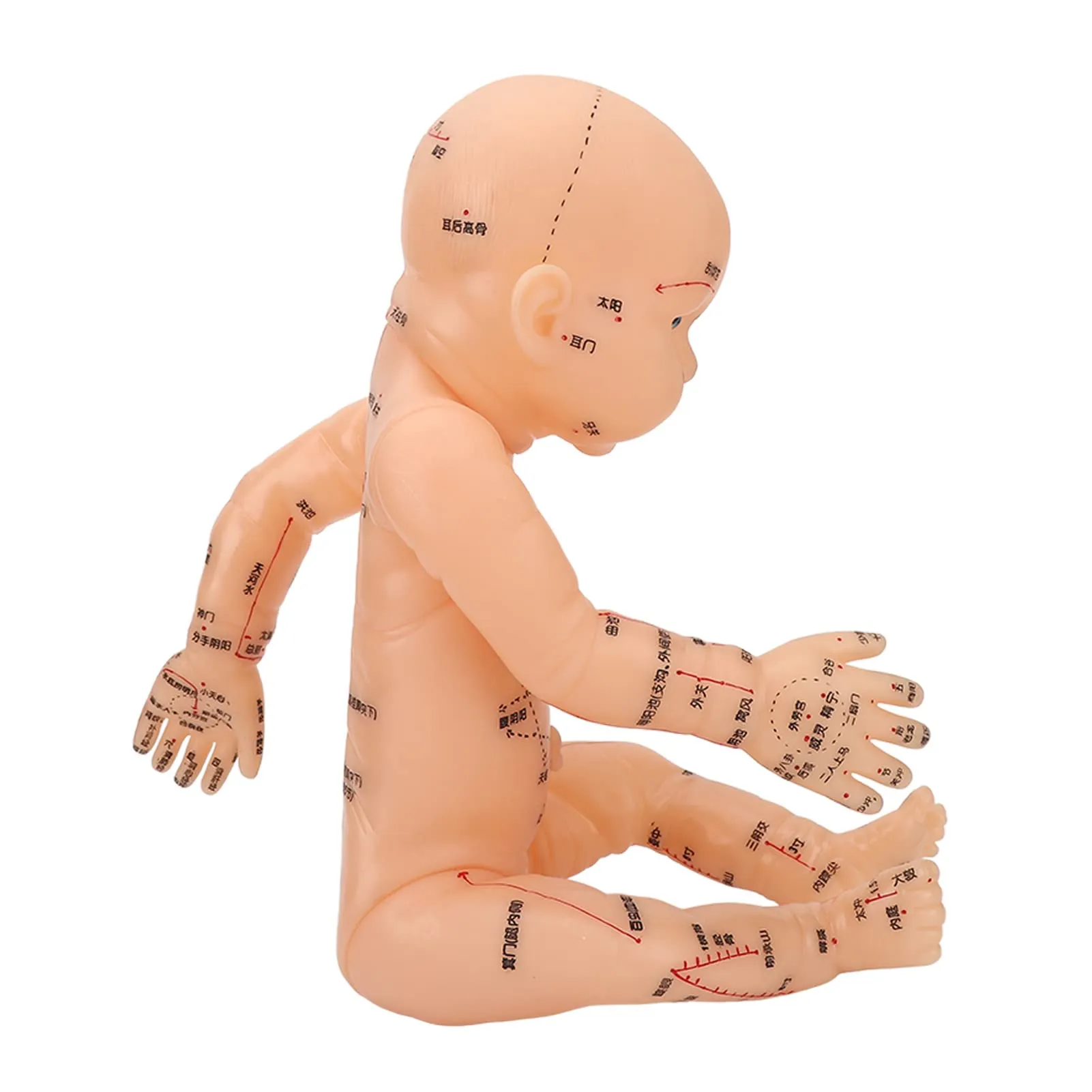 Chinese Medicine Pediatric Acupuncture Model with Accurate Points for Massage, Educational Use