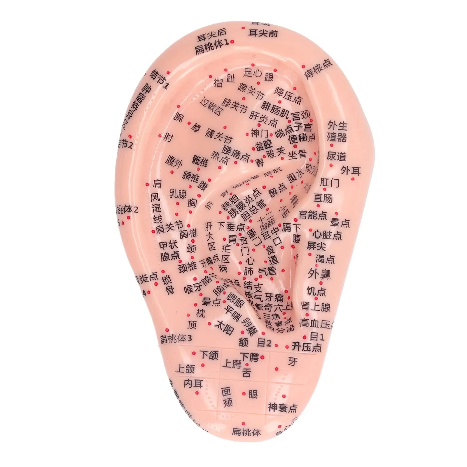 Ear Acupuncture Model 6.7' Silicone with Clear Chinese Characters for Learning & Massage