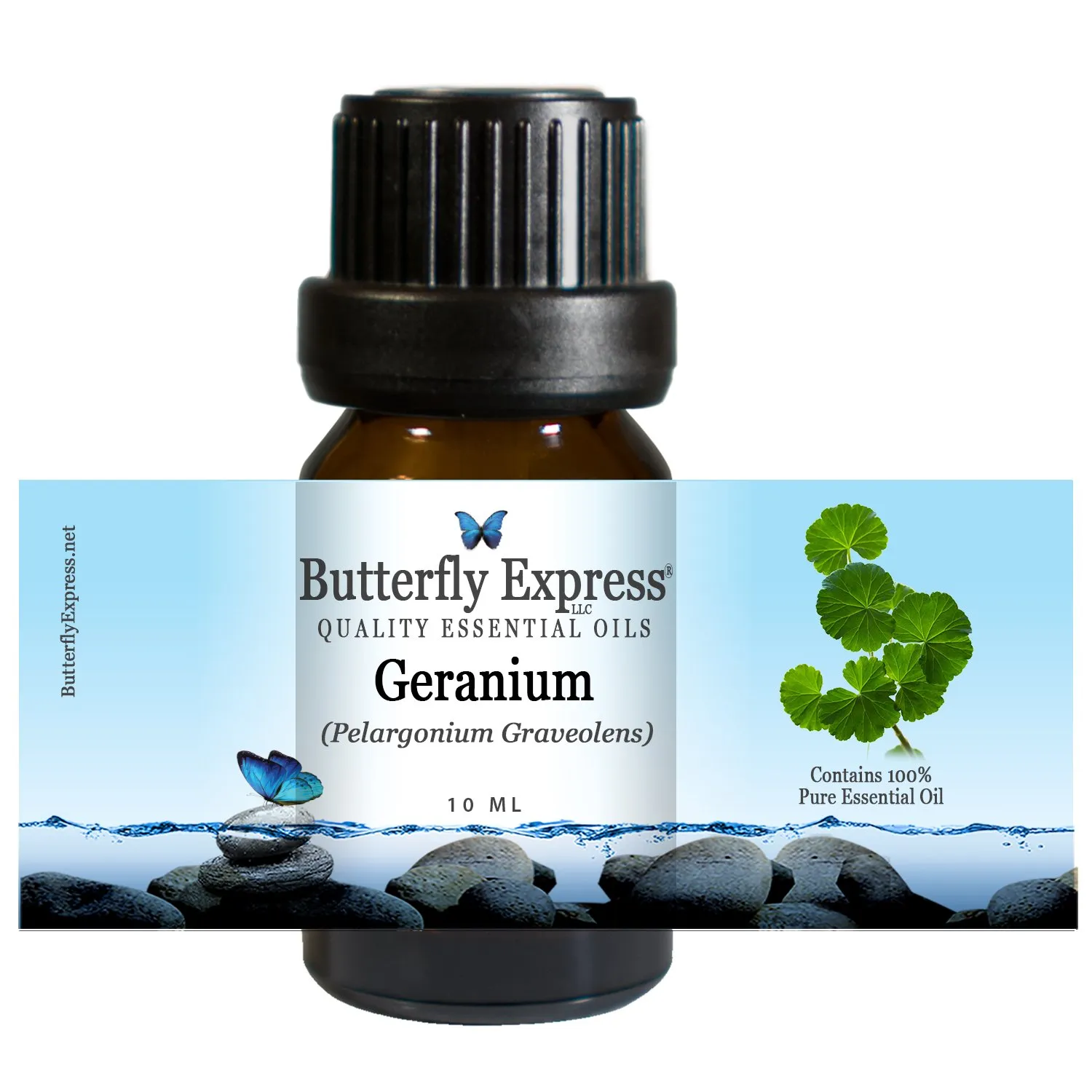 Geranium Essential Oil 10ml - 100% Pure Aromatherapy Oil by Butterfly Express