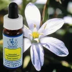 Star of Bethlehem Flower Essence 7.40ml for Healing Trauma and Emotional Balance