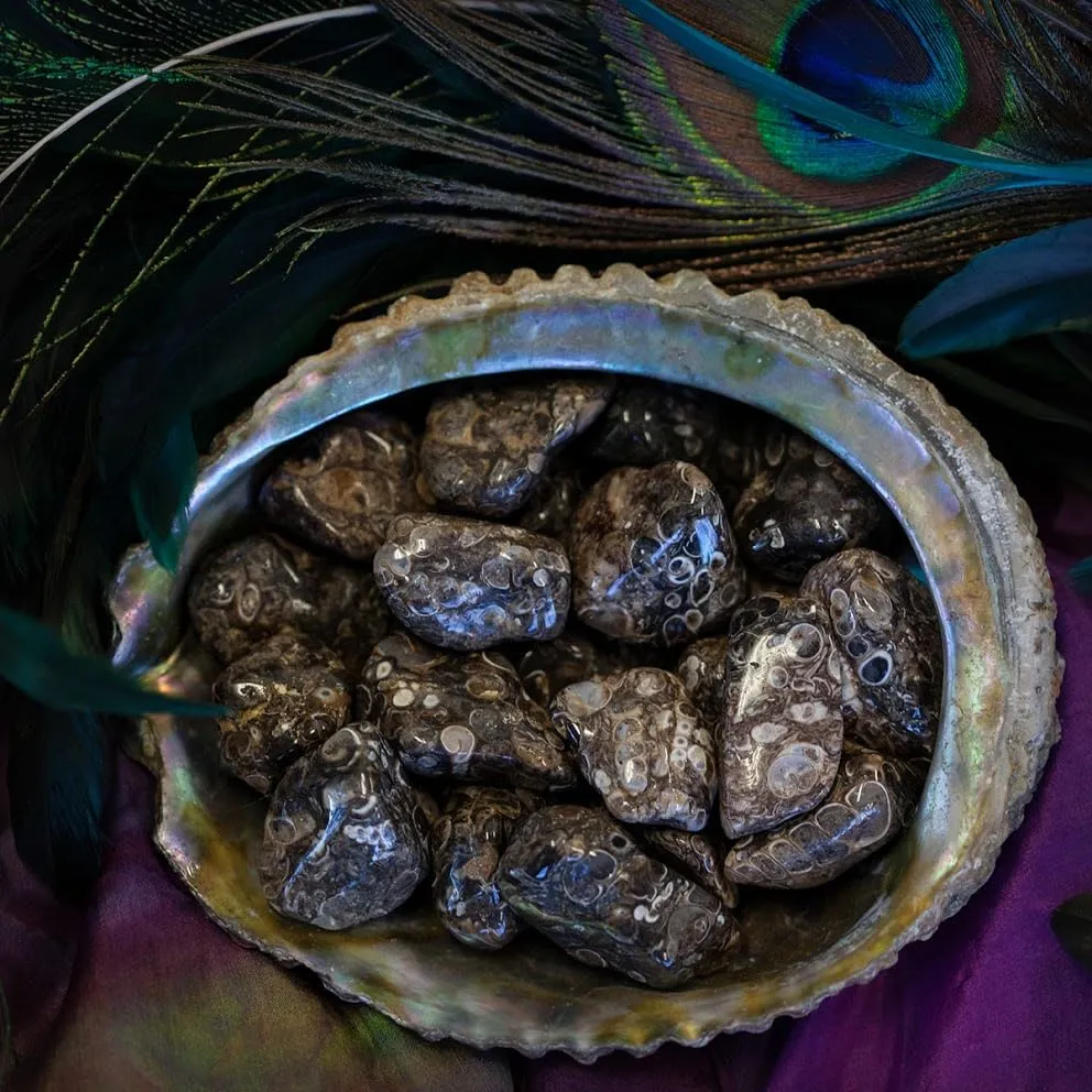 Tumbled Turritella Agate - 0.5-1 Inches - Connects with Chakras, Ancestral Wisdom, Protection